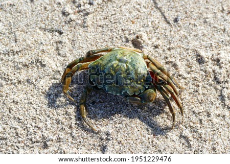 Common beach crab, Carcinus maenas also simply called beach crab, warms up on the sand of a beach.