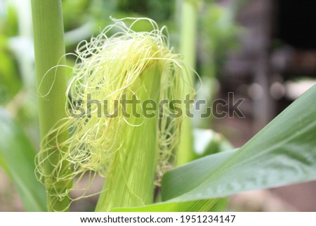 Young green corn plants with a soft cob