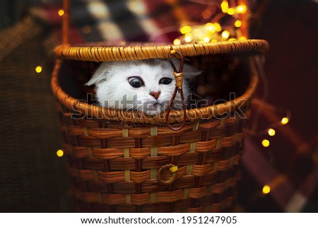 Silver cute British kitten peeks out of a wicker basket. In the background is a checkered plaid and garland lights. 