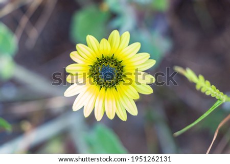 Yellow African daisy, Osteospermum is a genus of flowering plants belonging to the Calendulae, one of the smaller tribes of the sunflower, daisy family Asteraceae. They are known as the daisy bushes