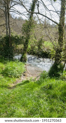Stream in a green forest