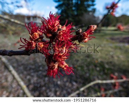 Macro shot of red female flowers of Silver maple or creek maple (Acer saccharinum) in the park with blue sky background. One of the most common trees in the United States. Royalty-Free Stock Photo #1951286716