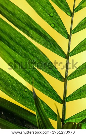 green palm leaf branches on white background. flat lay, top view
