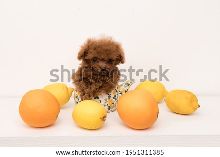 Poodle sit in teapot among lemons and look in camera