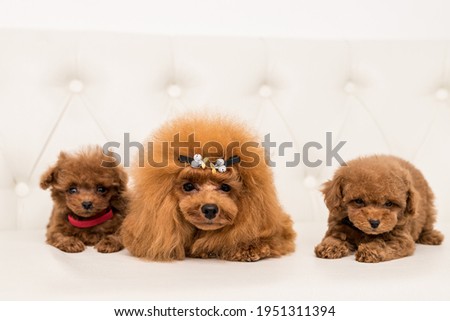 Three Poodle lying on white sofa and look in camera