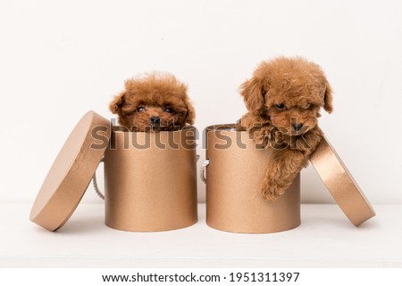 A little funny two Poodle muzzle in camera