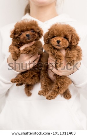 Woman keep two little and funny Poodle which look in camera