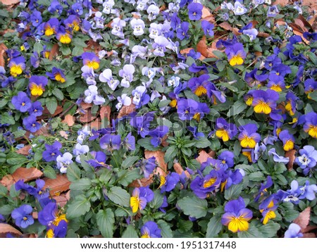 Various kinds of purple viola flowers.                              