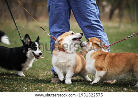 Three Pembroke Welsh corgi puppies on walk in park. Red and tricolor little English shepherds walk side by side and get to know each other in friendly way. Corgi meeting in clearing.