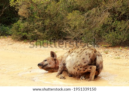 A pregnant spotted hyena cools off in  some puddles on a hot day.