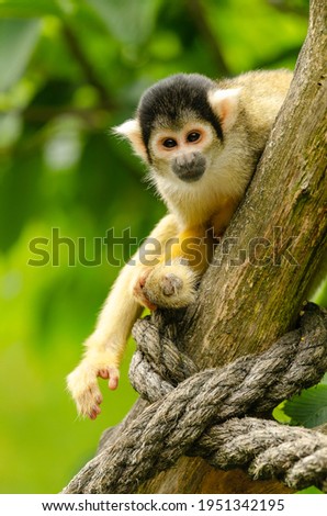 Bolivian squirrel monkey sits on tree Royalty-Free Stock Photo #1951342195