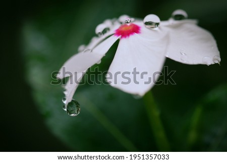 Rain drops on White Madagascar Periwinkle flower