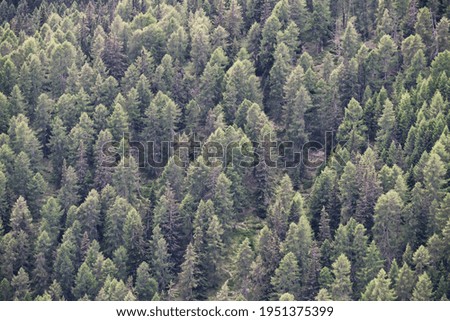 Scenic view of a forest during a beautiful day in Trentino