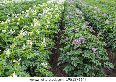 Healthy green flowering potato plants in the field in summer. Agricultural planting of potatoes in rows. Weed-free potato plantings Royalty-Free Stock Photo #1951376647