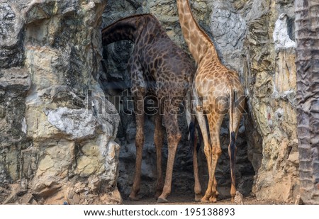 two beside Giraffe standing on the rock without Giraffe neck