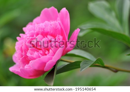 Beautiful pink peony flower close up on green background. Magenta lush peony macro growing in garden on a bush. Blooming peony. Summer flowerbed blossom. Bright pink spring Flower background. petals
