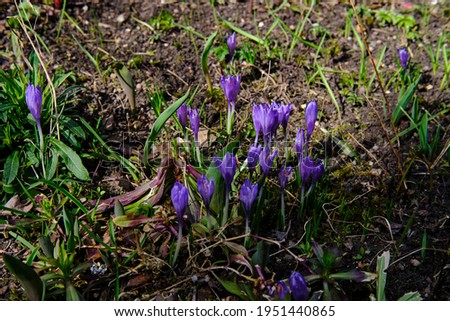 Wild violet flowers growing in a field in early spring