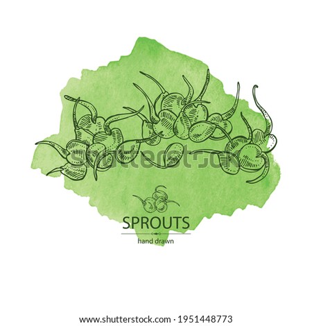 Watercolor background with sprouts: seedlings of various cereals and legumes. Superfood. Vector hand drawn illustration