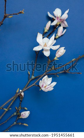 White magnolia blooms on the tree branch on the blue background. Close up
