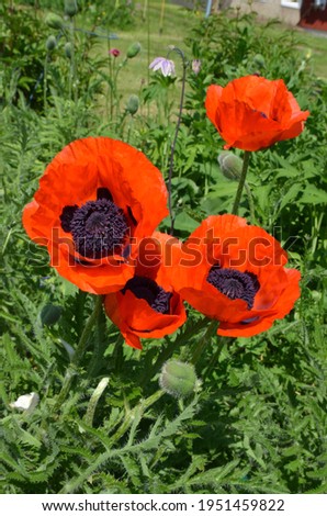 Papaver orientale, the Oriental poppy red flowers in the garden Royalty-Free Stock Photo #1951459822