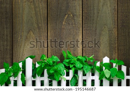 Greenery hanging over white picket fence against rustic wooden background