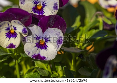 Close up  macro view of white-purple Pansies flower isolated on background. Beautiful nature backgrounds.