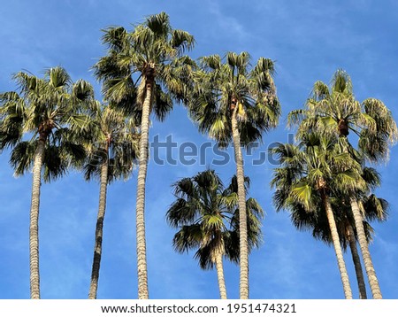 Beautiful palm trees in California on a sunny blue sky day