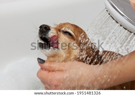 A happy red-haired dog in a white bath is washing under the shower. The girl's hands shower the German Pomeranian with water Royalty-Free Stock Photo #1951481326