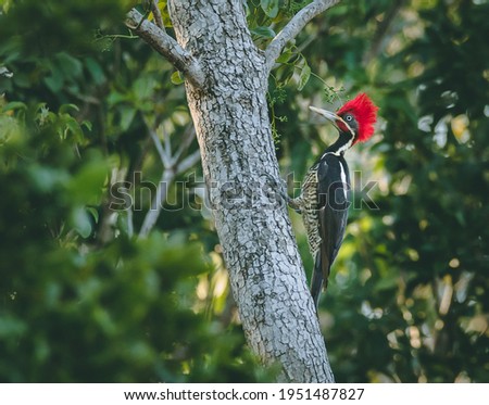 Amazing woodpecker climbing a tree in the Yucatan tropical forest on a sunny day