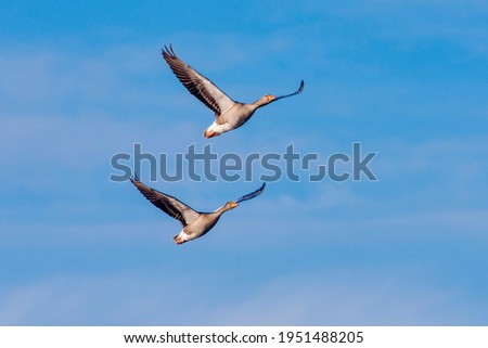 Greylag Goose photographed in Germany, in European Union, Europe. Picture made in 2016.