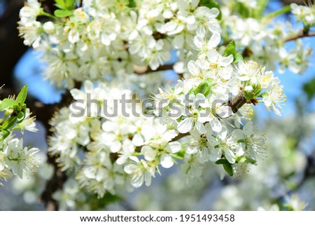 White flowers of a plum tree in spring against - space for text and banners