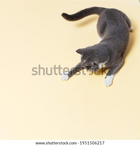 A beautiful gray cat jumps and plays against yellow background, tamplate. Copy space.