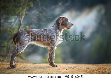 
young female Italian spinone posing in a sand quarry