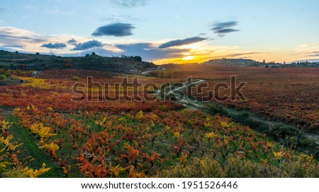 Vineyards of Rioja region with autumn colors. Sunrise time
