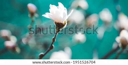 Blooming magnolia flower spring background