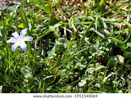close by, a bud of light blue scylla grows among the green grass on a sunny day . spring flower