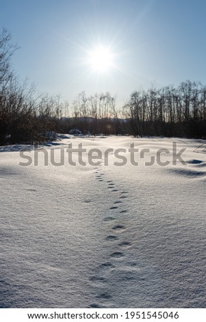 Animal tracks, footprints of a fox walking into the bright shining sunset in northern Canada wilderness during early spring late winter with perfect sparkling snow covereing the landscape. 