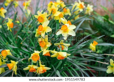 Background of yellow daffodils. Green grass
