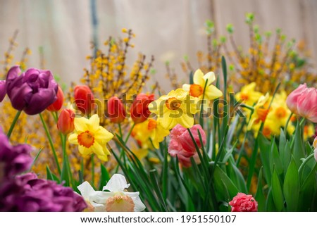 Background of yellow daffodils and multicolored tulips. Green grass
