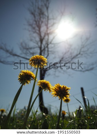 yellow flowers seen from the ground in a green field and the defocused background on which lies a arboll and the sun