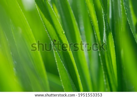 Close up Of Raindrops On Fresh Green Grass on a blurred background. Lush Green Grass on Meadow with Spider. Shallow depth of field.