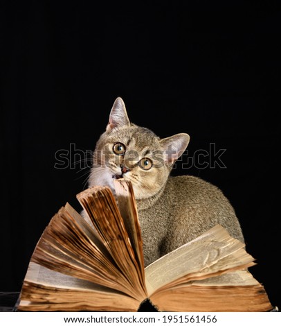 gray kitten Scottish straight chinchilla sits near an open book on a black background, funny muzzle