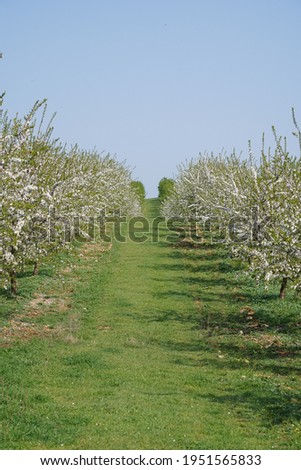Rows of blooming almond trees in Extremadura