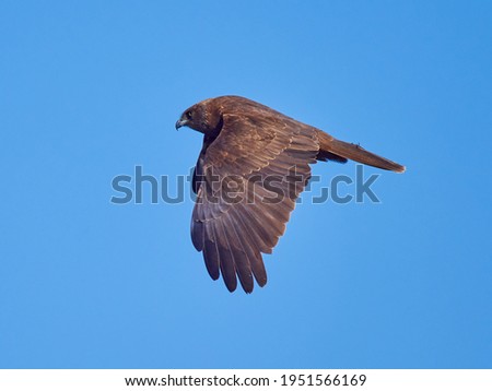 Western Marsh-harrier flying against the blue sky (Circus aeruginosus)
