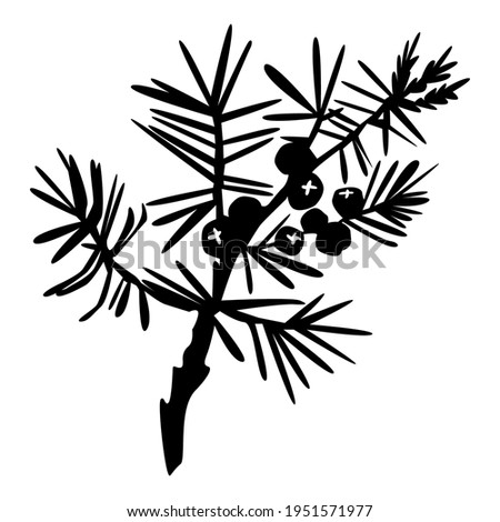 Hand drawn juniper branch with berries silhouette isolated on white background. Juniper herbal illustration in sketch style. Design for medical, food, herbal card