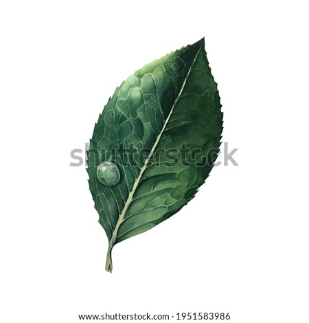 Watercolor green leaf. A leafy plant of a botanical garden with floral foliage and a dew drop on it. Isolated illustration element. Watercolor sheet for background, texture, wrapper pattern, frame 