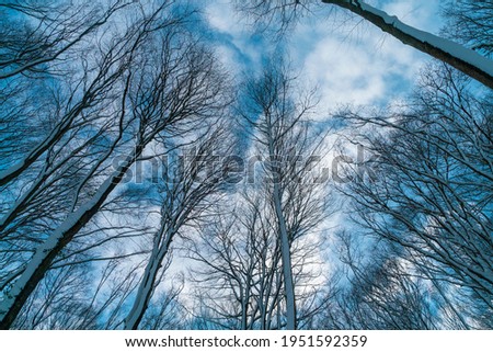 snow covered trees in the blue sky