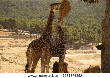 Lovely couple of giraffes eating outdoors
