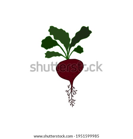 Beet root, red beet with green leaves. Vegetable, vegetarian, healthy food. Flat vector illustration isolated on a white background.