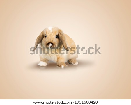 Expressive cute young rabbit standing